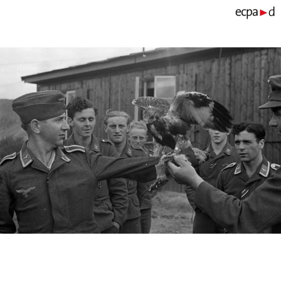 Un fauconnier, sous-officier (Unteroffizier) de la Luftwaffe, nourrit un faucon apprivoisé.