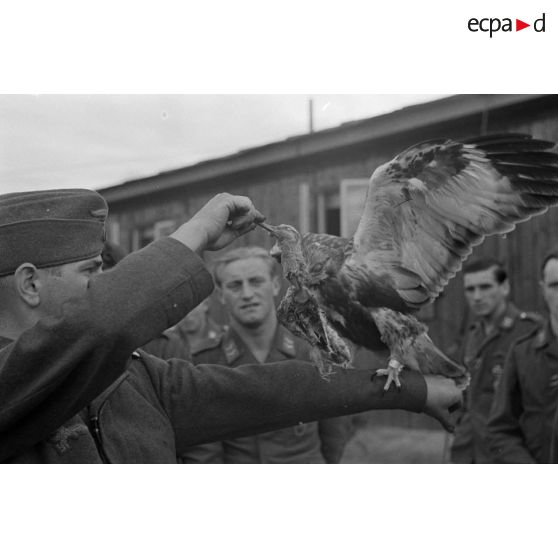 Un fauconnier, sous-officier (Unteroffizier) de la Luftwaffe, nourrit un faucon apprivoisé.