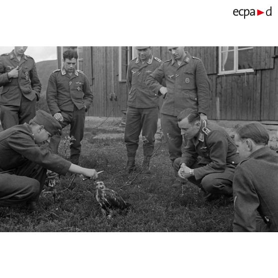 Un fauconnier, sous-officier (Unteroffizier) de la Luftwaffe, nourrit un faucon apprivoisé.