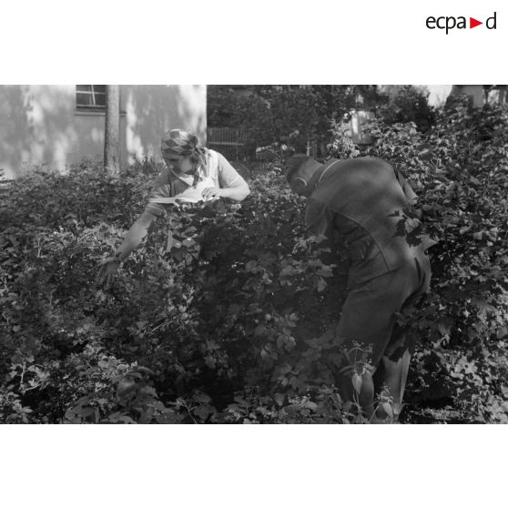 Cueillette des groseilles dans le jardin d'une propriété réquisitionnée par le See-Aufklaerungsgruppe-125.