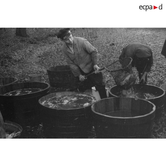 Des pécheurs sortent du poisson de bassines en bois, à l'aide d'épuisettes.