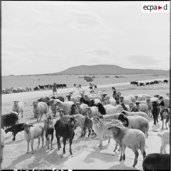 El Gor. Troupeau de moutons.