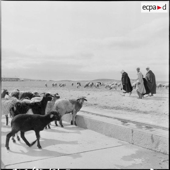 El Gor. Troupeau de moutons.