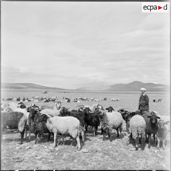 El Gor. Troupeau de moutons.