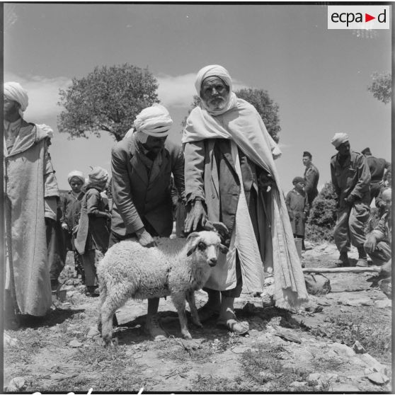 El Gor, Algérie. Le mouton est préparé pour le sacrifice rituel.