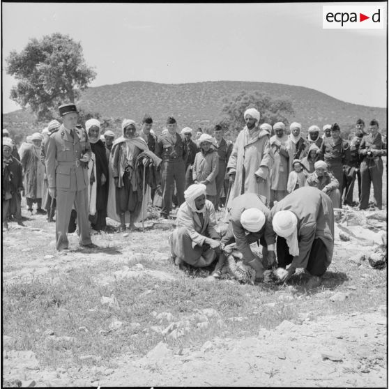 El Gor, Algérie. Le sacrifice rituel du mouton devant la population.