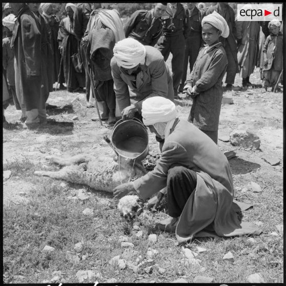 El Gor, Algérie. Le sacrifice rituel du mouton devant la population.