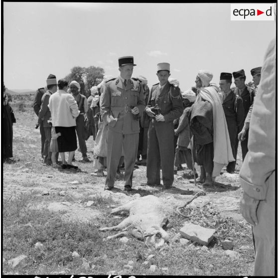 El Gor, Algérie. Le sacrifice rituel du mouton.