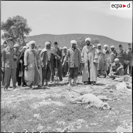El Gor, Algérie. Le sacrifice rituel du mouton devant la population.