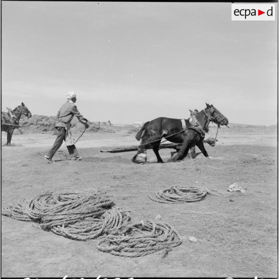 Chantier d'alfa de Bedeau, Algérie. Un cheval est utilisé pour faire fonctionner une presse.