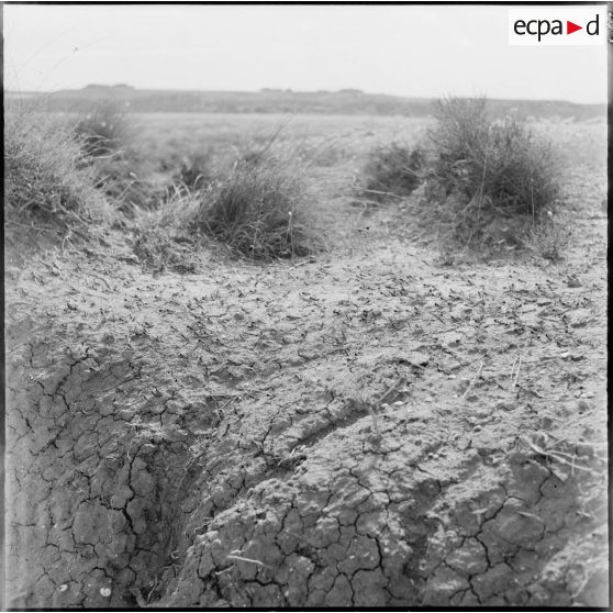 Sauterelles dans la région de Souk Ahras.