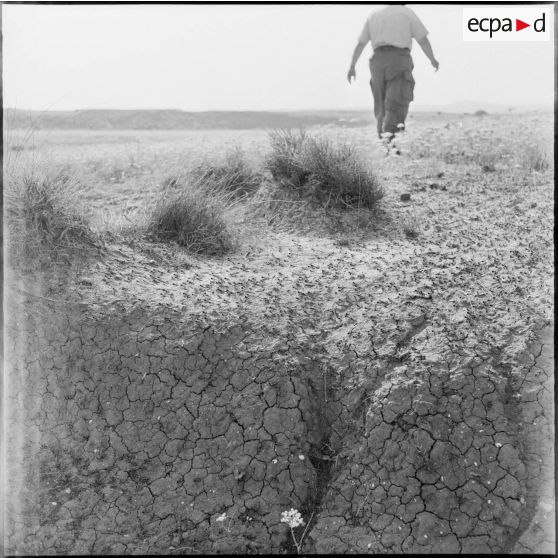 Sauterelles dans la région de Souk Ahras.