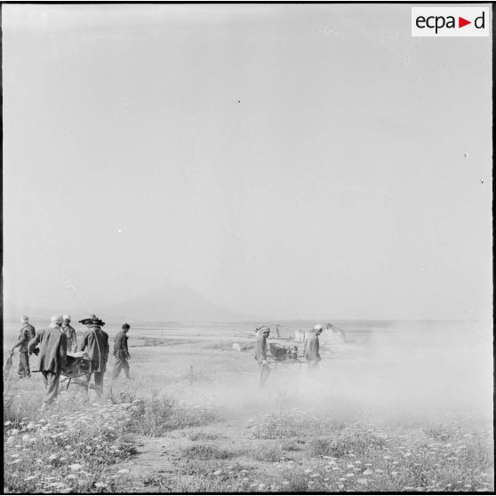 Dans la région de Souk Ahras, la population avec l'aide de l'armée, lutte contre l'invasion de sauterelles.