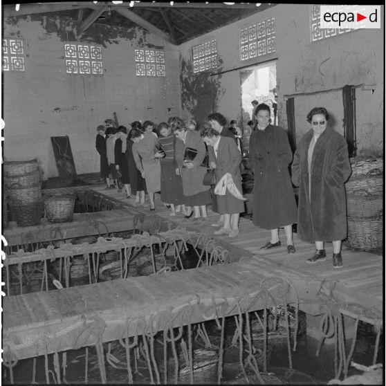 Assistantes sociales visitant un parc à huîtres d'un ostréiculteur, lors de leur tournée d'inspection en Algérie.