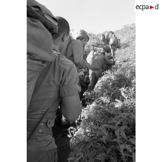 La troisième section de la première compagnie du régiment d'infanterie de marine de Polynésie (RIMaP) ouvre une piste entre l'Aorai et le Tamara à Tahiti.[Description]