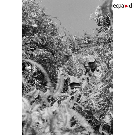 La troisième section de la première compagnie du régiment d'infanterie de marine de Polynésie (RIMaP) ouvre une piste entre l'Aorai et le Tamara à Tahiti.[Description]