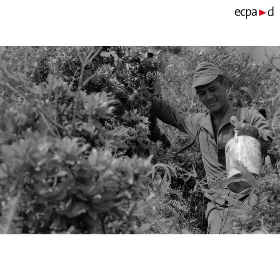 La troisième section de la première compagnie du régiment d'infanterie de marine de Polynésie (RIMaP) ouvre une piste entre l'Aorai et le Tamara à Tahiti.[Description]