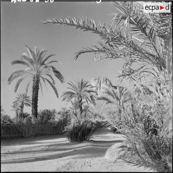 Palmiers dans le village d’Azellouaz près de Djanet.