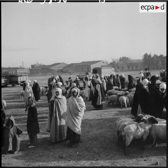 Des bergers avec leurs moutons sur une place de marché dans la région de Méchéria.