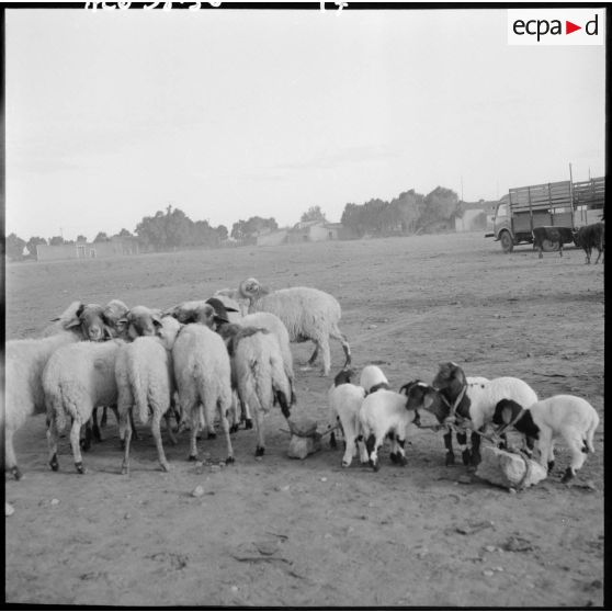 Moutons attachés à une pierre sur une place de marché dans la région de Méchéria.