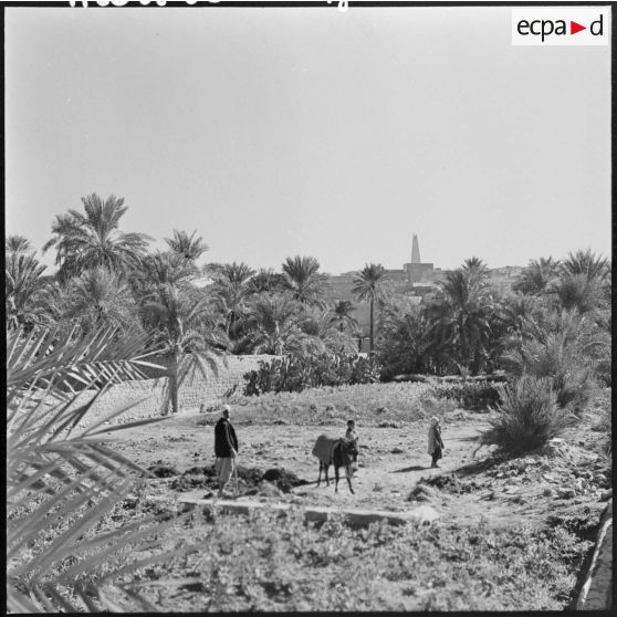 Un homme et son âne dans un champ.