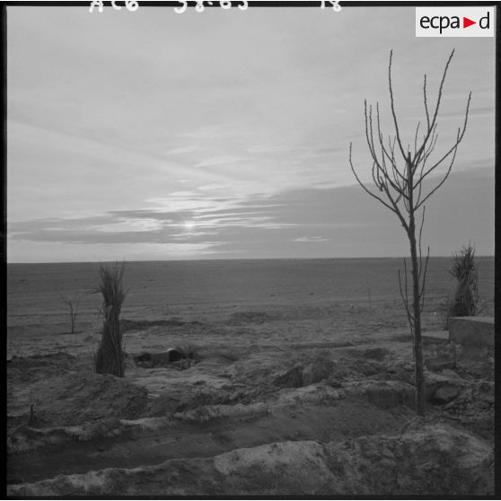 Arbres dans le désert.