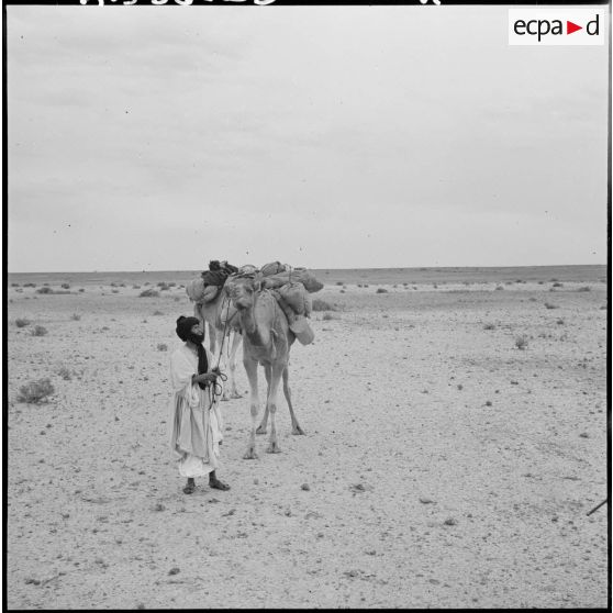 Un homme de la tribu Reguibat conduit des dromadaires dans le désert saharien.