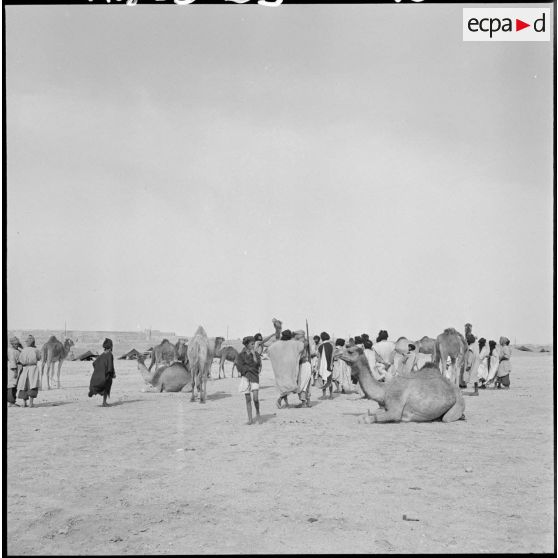 Nomades Reguibat avec leurs dromadaires.