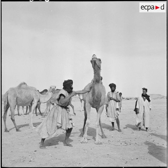 Nomades Reguibat avec leurs dromadaires.