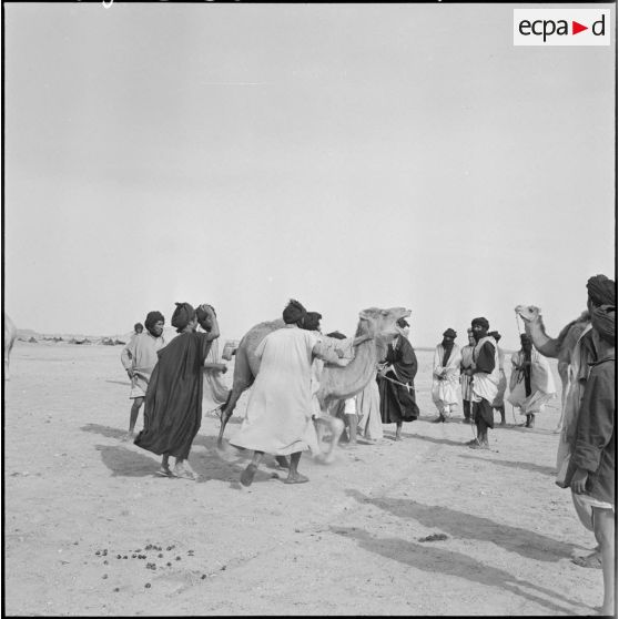 Nomades Reguibat avec leurs dromadaires.