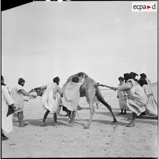 Nomades Reguibat avec leurs dromadaires.