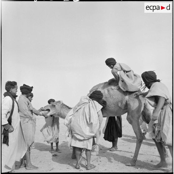 Nomades Reguibat avec un dromadaire.