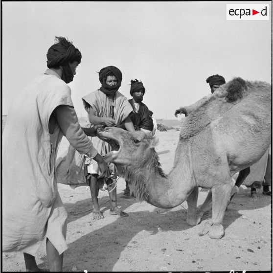 Nomades Reguibat autour d'un dromadaire.