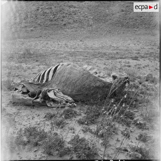 Cadavre d'animal dans le désert.