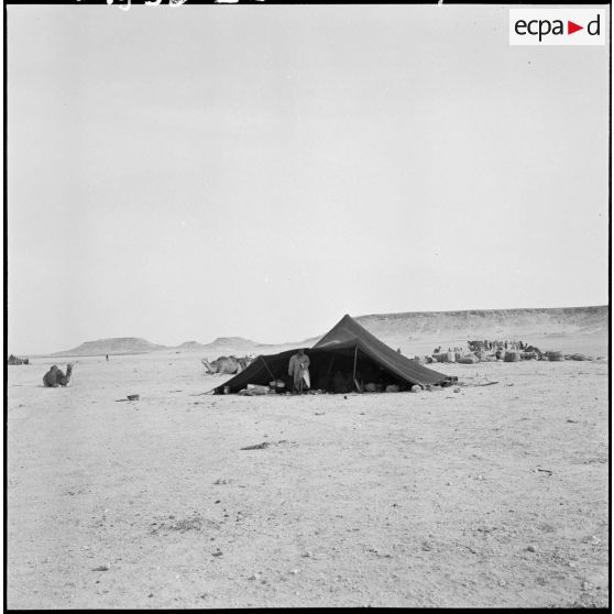 Campement nomade des Reguibat dans le désert
