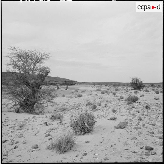 Nomade Reguibat dans le désert.