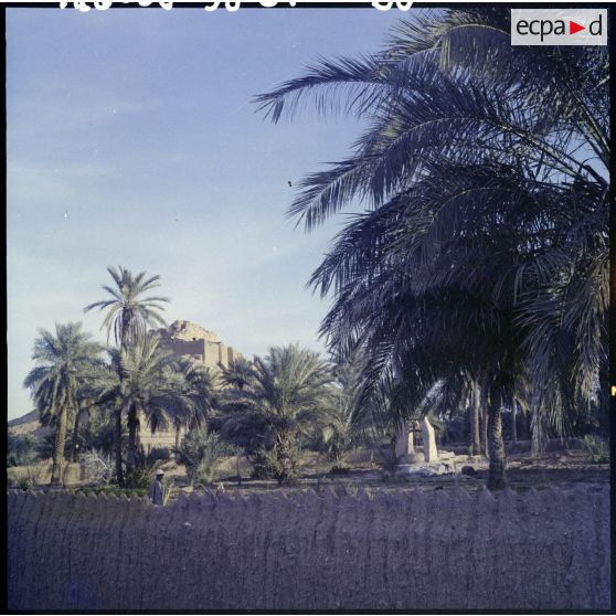 Un village avec des palmiers.