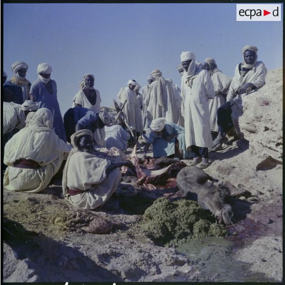 Egorgement d'un chameau.