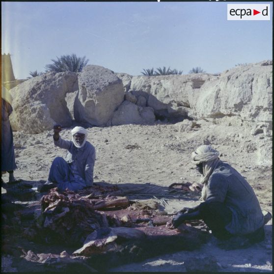 Egorgement d'un chameau.