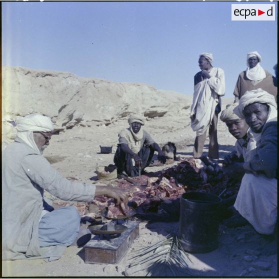 Egorgement d'un chameau.