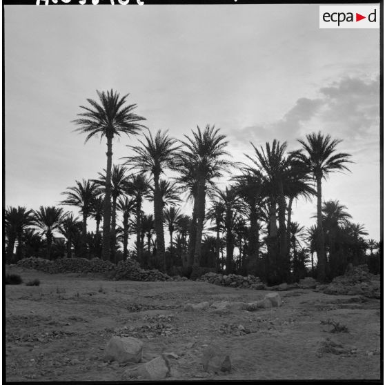 La palmeraie de Tindouf.