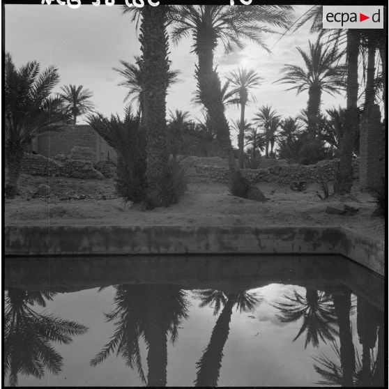 Un bassin dans la palmeraie de Tindouf.