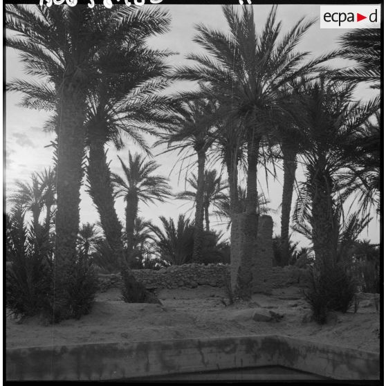 La palmeraie de Tindouf.