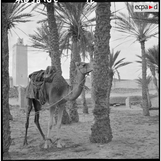 Un dromadaire dans la palmeraie de Tindouf.