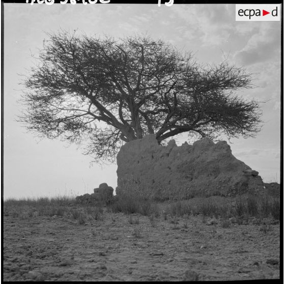 Vestige en pierre sous un arbre.