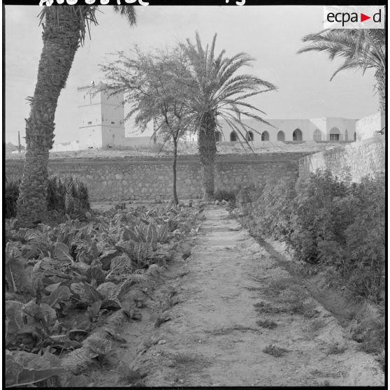 Un jardin dans la palmeraie de Tindouf.