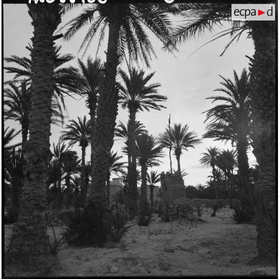 La palmeraie de Tindouf.
