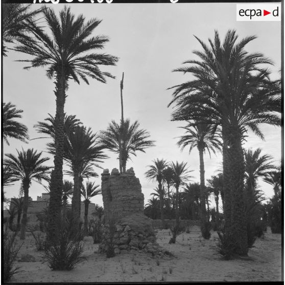 La palmeraie de Tindouf.