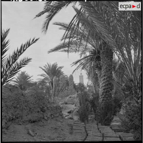 La palmeraie de Tindouf.