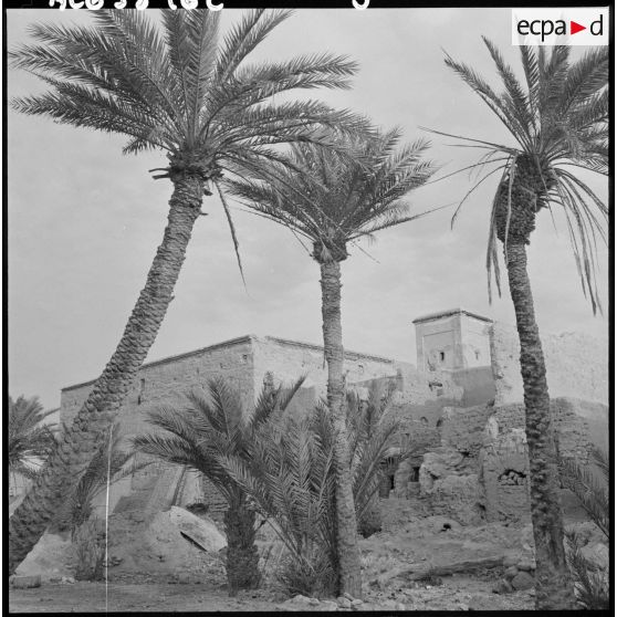 La palmeraie de Tindouf.